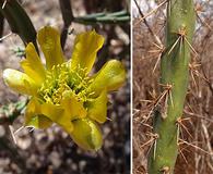 Cylindropuntia thurberi