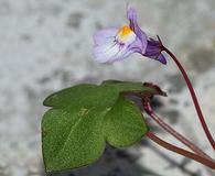 Cymbalaria muralis