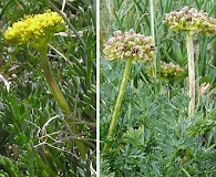 Cymopterus bakeri