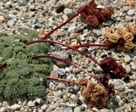 Cymopterus cinerarius