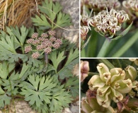 Cymopterus gilmanii