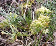 Cymopterus glomeratus