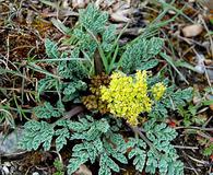 Cymopterus longipes