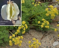 Cymopterus terebinthinus