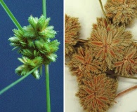 Cyperus acuminatus