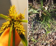 Cyperus aggregatus