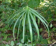 Cyperus alternifolius