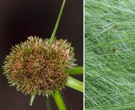 Cyperus blepharoleptos