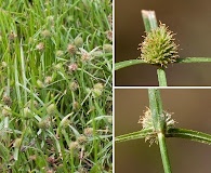 Cyperus brevifolius