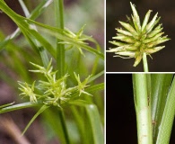 Cyperus croceus