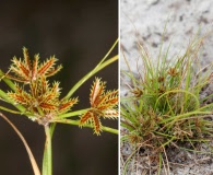 Cyperus cuspidatus