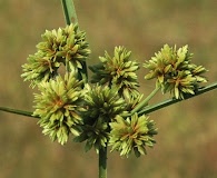 Cyperus drummondii