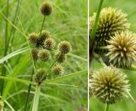 Cyperus echinatus