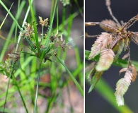 Cyperus entrerianus