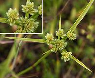 Cyperus eragrostis