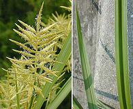 Cyperus esculentus