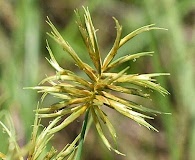 Cyperus floribundus