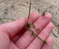 Cyperus grayi