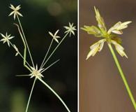 Cyperus grayioides