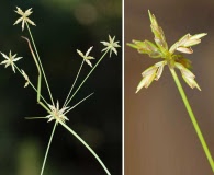 Cyperus grayoides