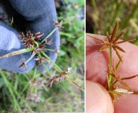 Cyperus haspan