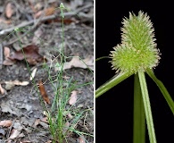 Cyperus hortensis