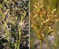 Cyperus lecontei