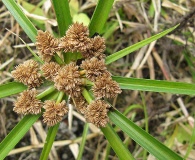 Cyperus ligularis