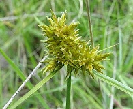 Cyperus manimae