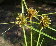 Cyperus niger