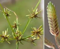 Cyperus ochraceus