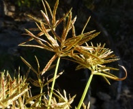 Cyperus parishii