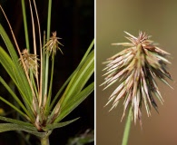 Cyperus plukenetii