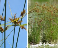 Cyperus polystachyos