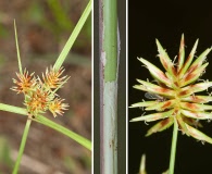 Cyperus retroflexus