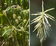 Cyperus retrofractus