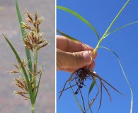 Cyperus rotundus