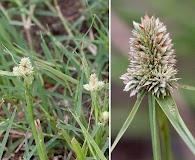 Cyperus sesquiflorus