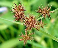 Cyperus spectabilis