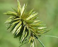 Cyperus strigosus