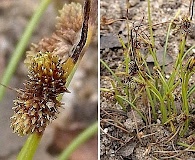 Cyperus subsquarrosus