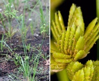 Cyperus surinamensis