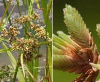 Cyperus virens