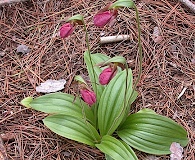 Cypripedium acaule