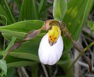 Cypripedium candidum