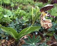 Cypripedium guttatum