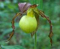 Cypripedium kentuckiense