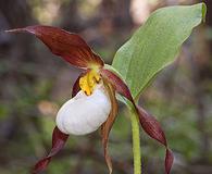 Cypripedium montanum