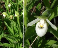 Cypripedium passerinum