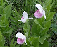 Cypripedium reginae